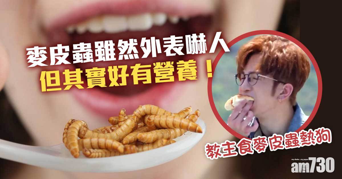 麥皮蟲｜Anson Lo食蟲熱狗 營養好唔好？