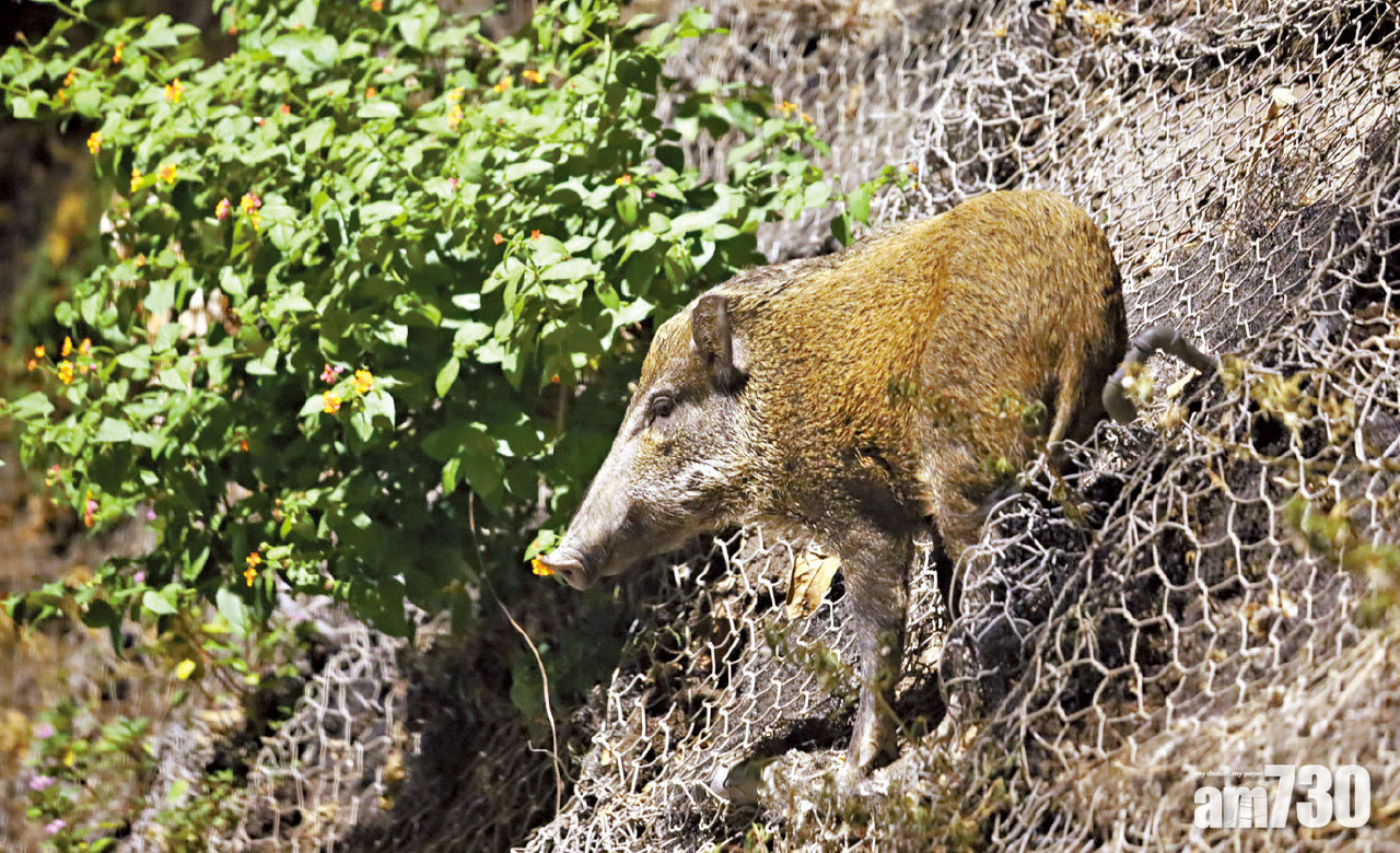 政策爭議｜漁護署長：誘殺野豬做法理性 強調不干預郊區野豬