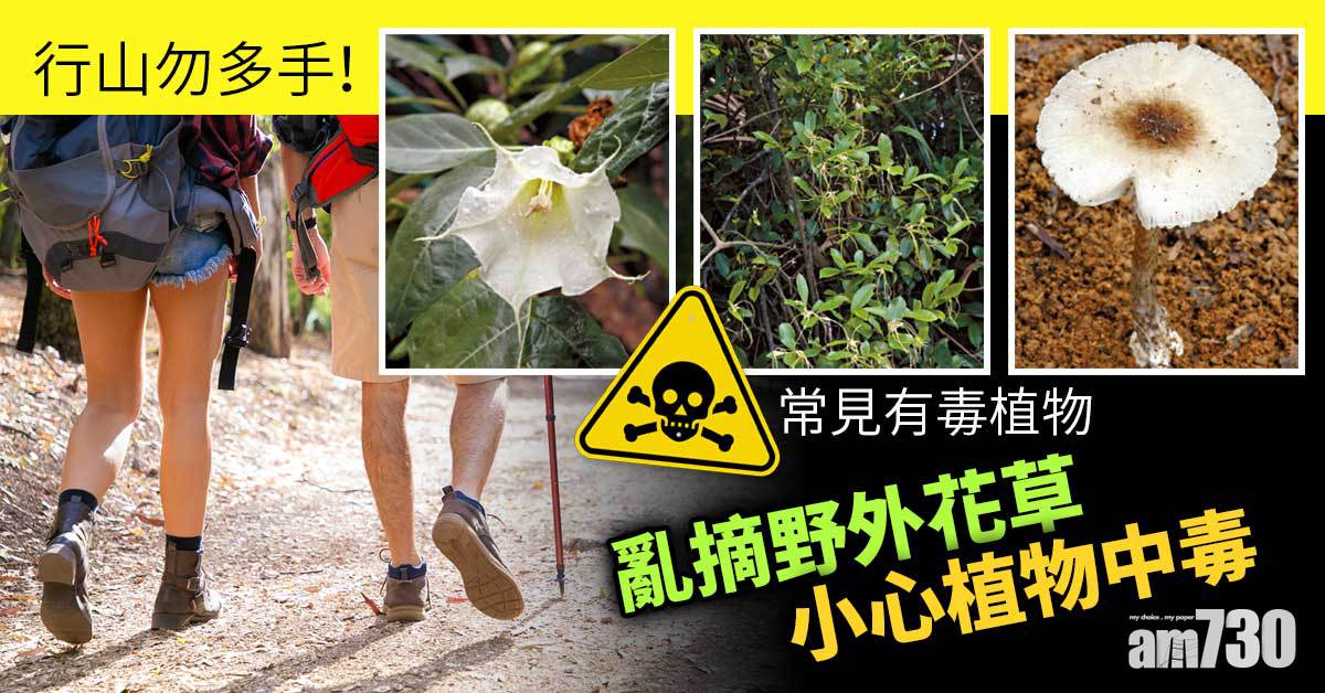 亂摘野外花草 小心植物中毒