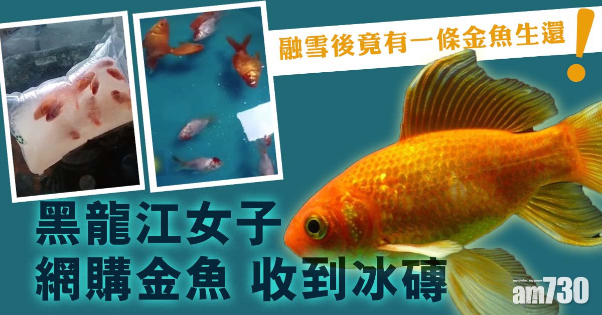 黑龍江女子網購金魚收到「冰磚」 解凍後10條只活1條