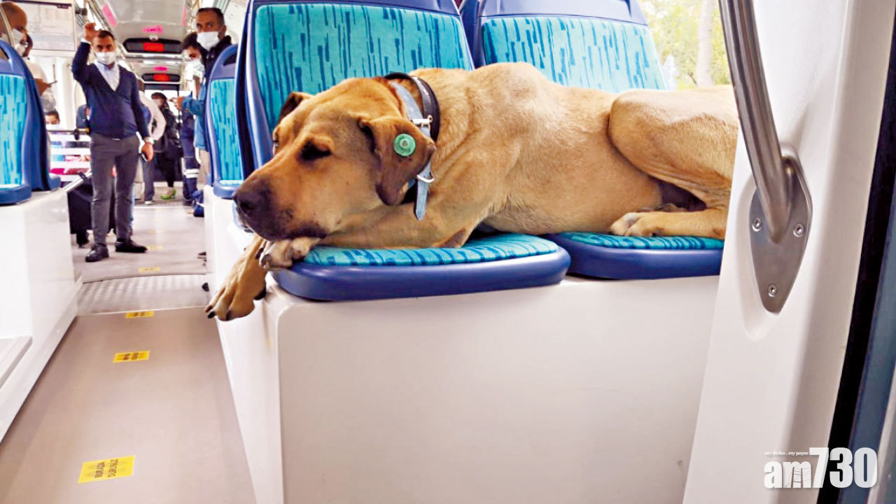 傳來喜訊｜愛搭公車四圍走 土國網紅流浪狗獲富商收養