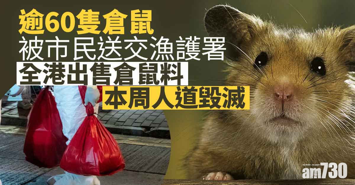殺鼠令｜漁護署人道毀滅1213小動物　逾60隻倉鼠被市民送交