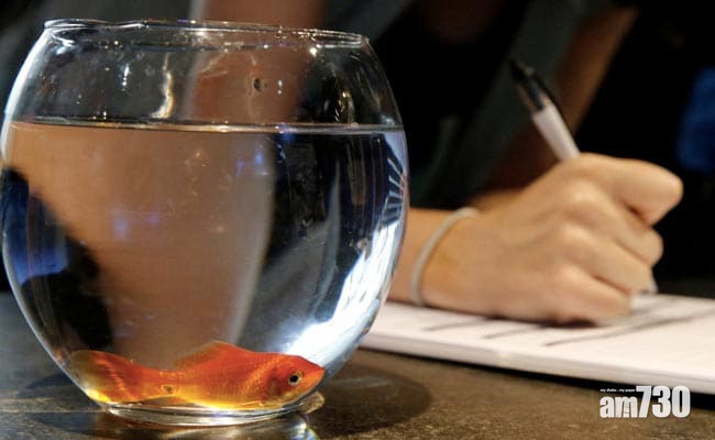 法國公司停售圓形小魚缸 理由是不斷繞圈游會令魚兒「抓狂」