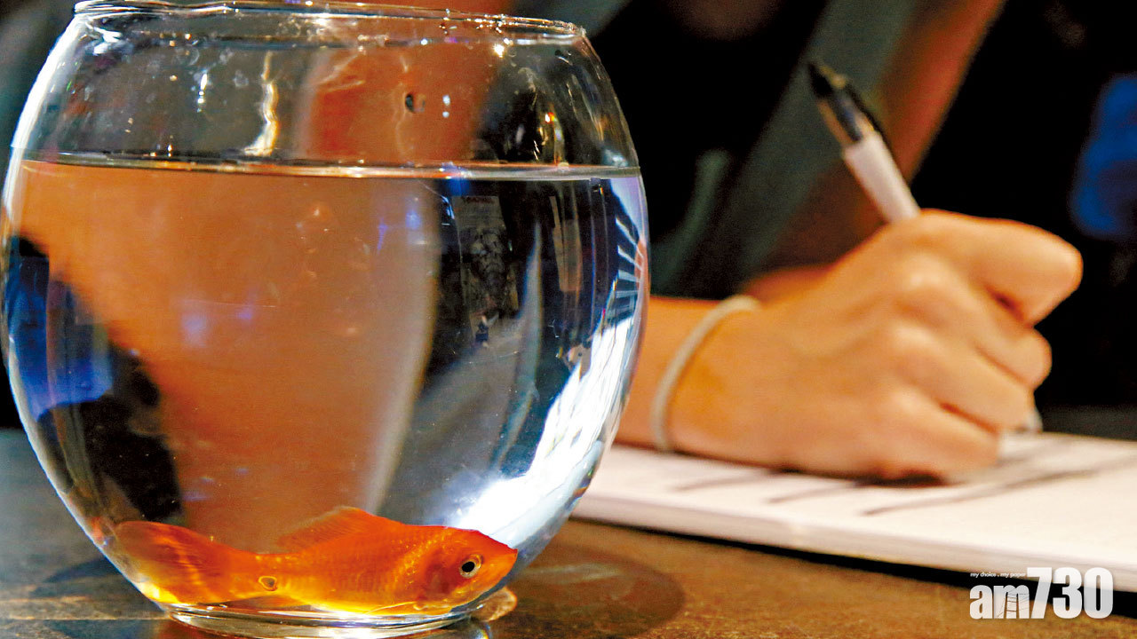 愛護動物｜不斷繞圈游很快死去 圓缸逼瘋金魚法國公司停售