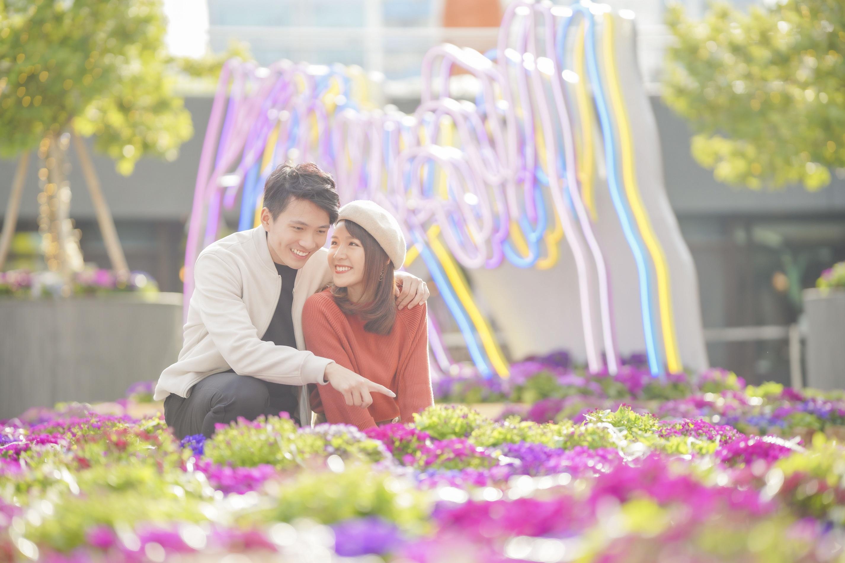 夢幻富貴菊花海的襯托下,彷彿置身於粉紅泡泡中。