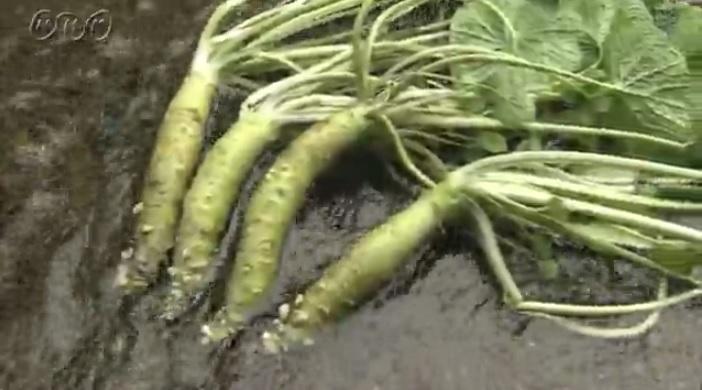 山葵在天然泉水中培植,有助提升辛辣和甜味。(互聯網)