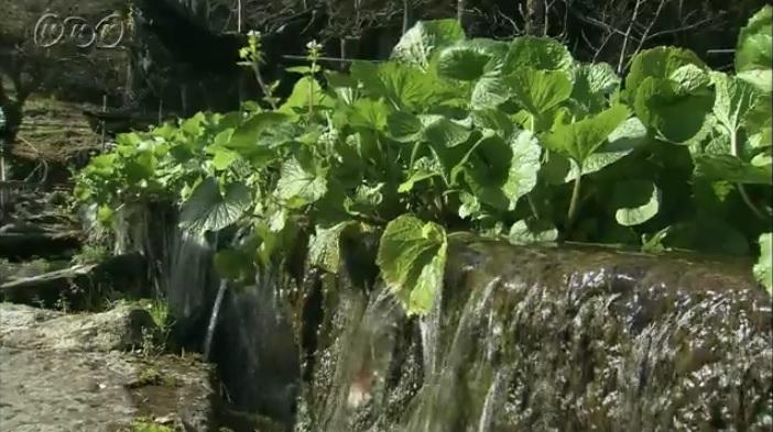 泉水給山葵提供養份。(互聯網)