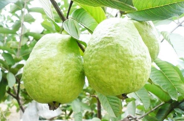 芭樂外表與佛手瓜有幾分相似,但屁股明顯不一樣。(互聯網)