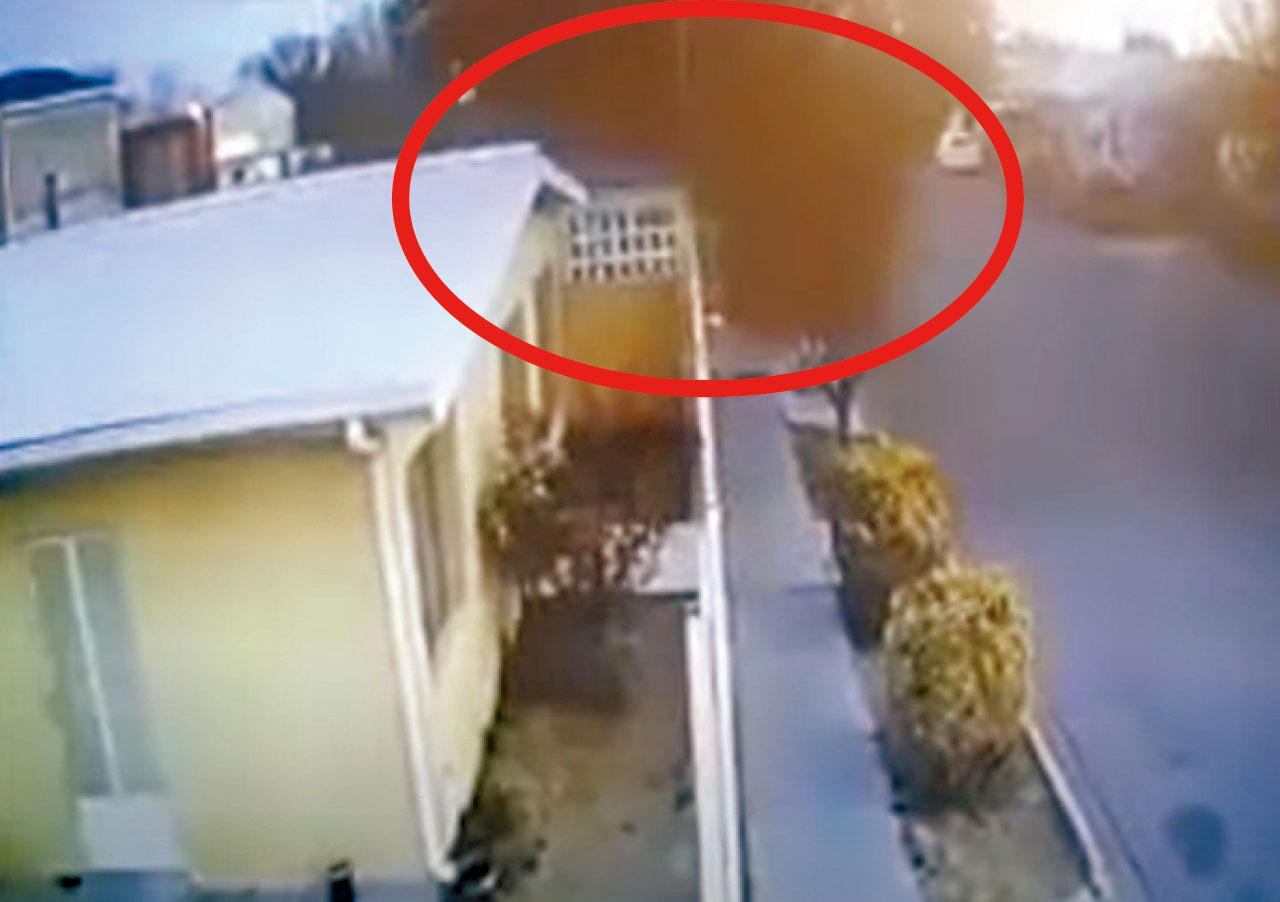 行人路滿布雀屍 候鳥群離奇墮地惹憂慮