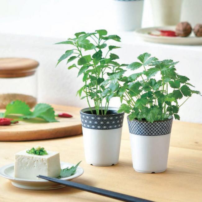 和式茶杯草藥配料盆栽