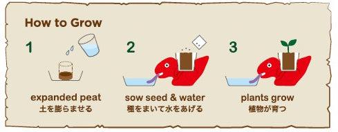 恐龍小盆栽種植方法