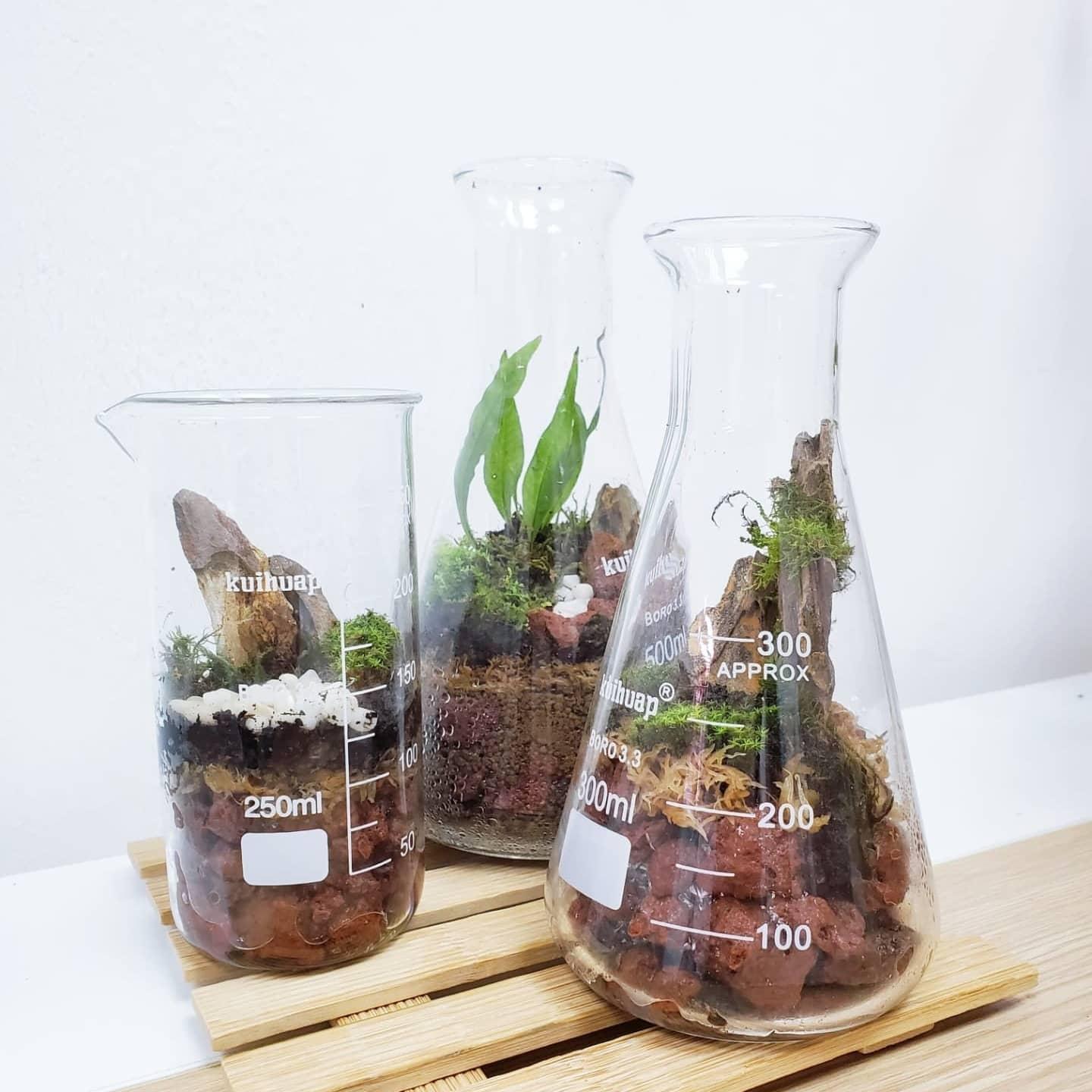 苔蘚生態瓶DIY材料包