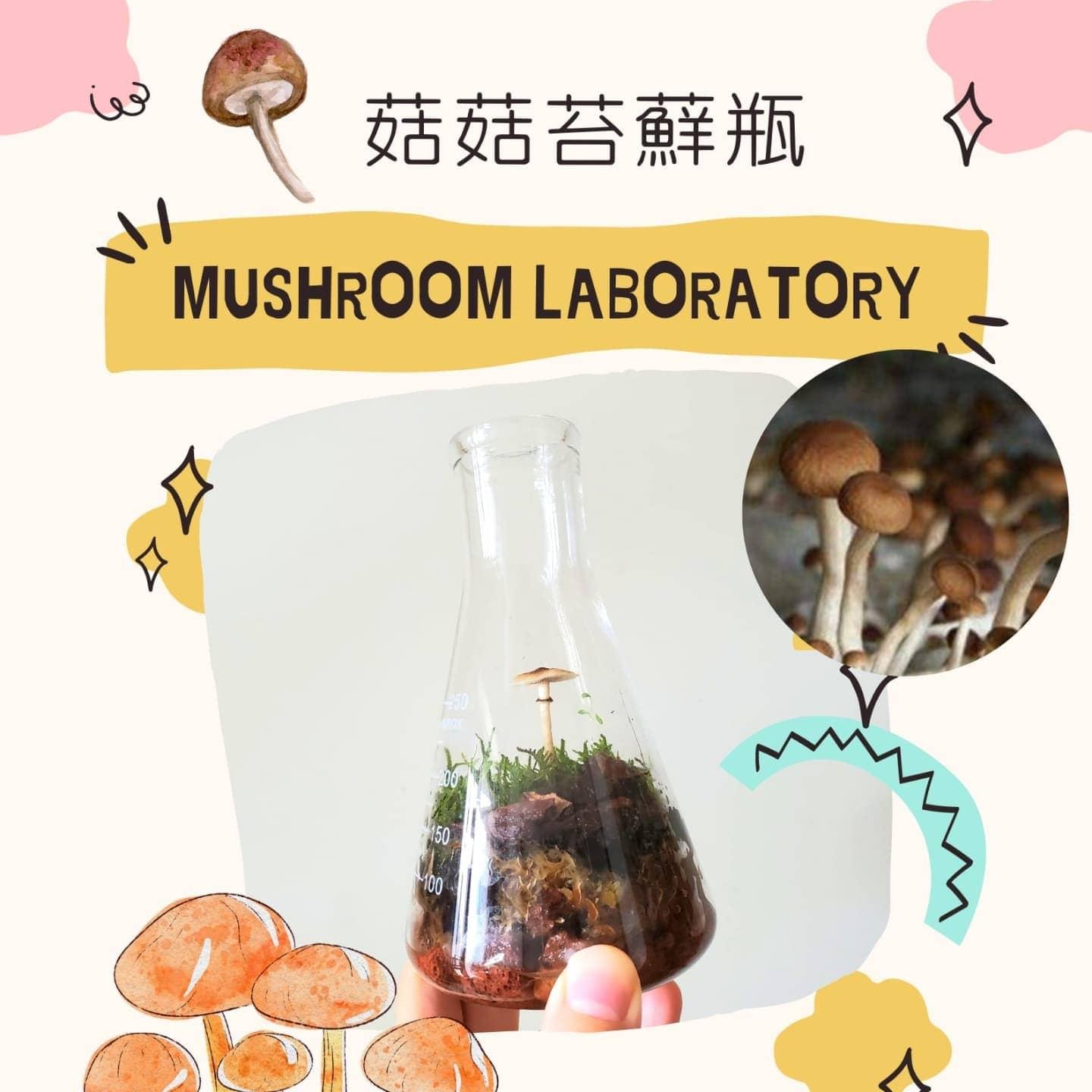 苔蘚生態瓶DIY材料包