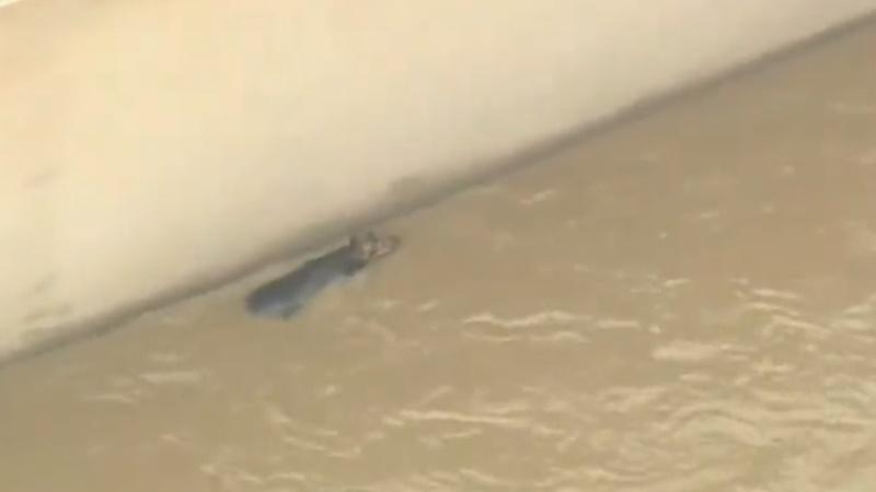 美國加洲周一發生暴雨,一隻狗狗被水沖入河道。(Twitter)