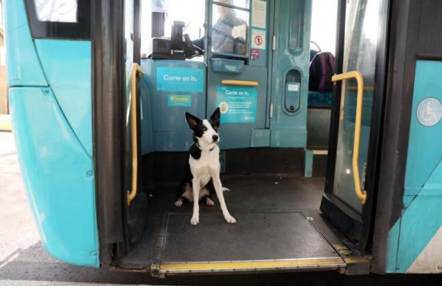 狗狗追鵝跑近5公里蕩失路,自己搭巴士返屋企。(FB)