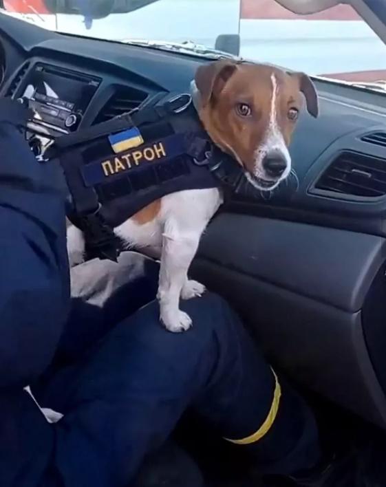 Patron穿著小組的小背心,跟隨特遣隊到各個地方執行任務。(Twitter)