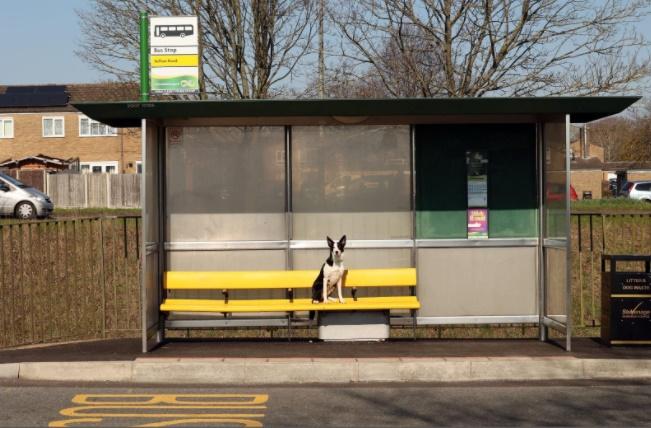 Pepper竟然獨自走了近5公里路來市中心的一個巴士站,更跟著乘客上車,還懂得在家附近的巴士站落車,回家跟主人團聚。(FB)