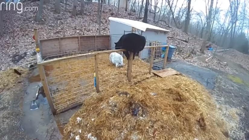 黑熊闖入豬欄。(YouTube)