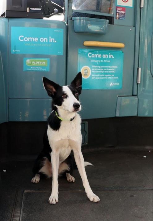 有乘客提到,Pepper搭了約15分鐘的車程,全程都乖乖躺在地上睡覺,直到快抵達家附近車站才起來,一開門就跳下車了。(FB)