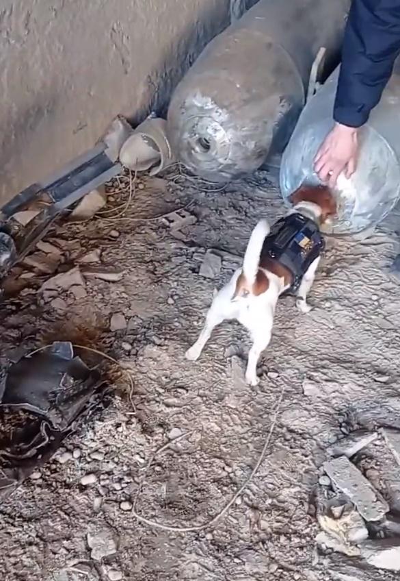 Patron穿著小組的小背心,跟隨特遣隊到各個地方執行任務。(Twitter)