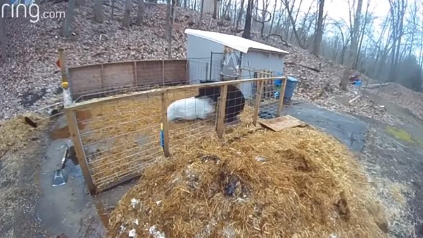 黑熊襲擊Hammy。(YouTube)