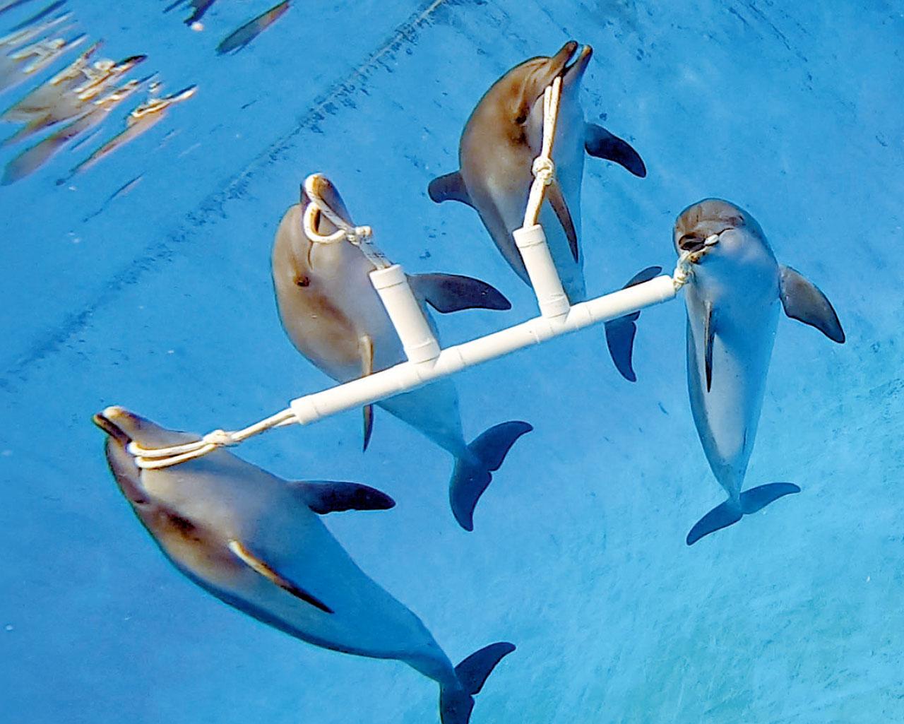 海豚