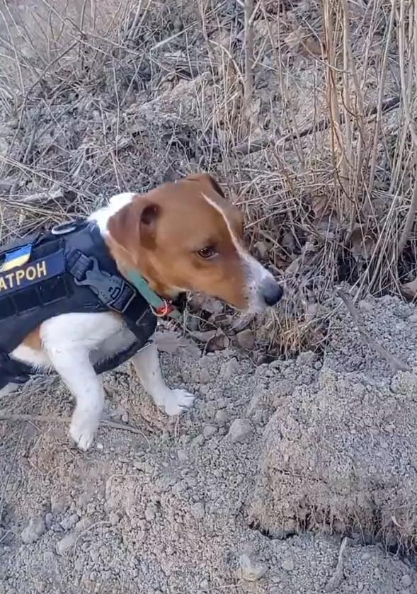 Patron穿著小組的小背心,跟隨特遣隊到各個地方執行任務。(Twitter)