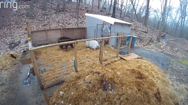 Hammy掙脫。(YouTube)