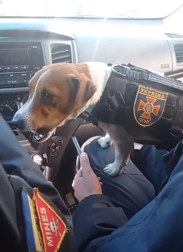 Patron穿著小組的小背心,跟隨特遣隊到各個地方執行任務。(Twitter)