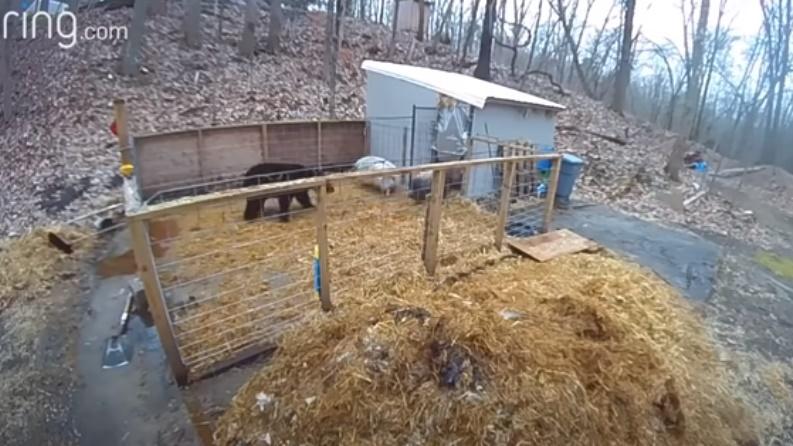 黑豬Mary衝出。(YouTube)