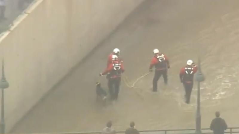 救援人員落河牽引狗狗。(Twitter)