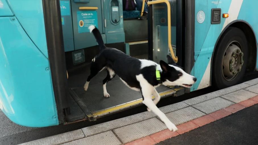 7號巴士一抵達,就見Pepper雀躍跳下車與主人重逢。(FB)