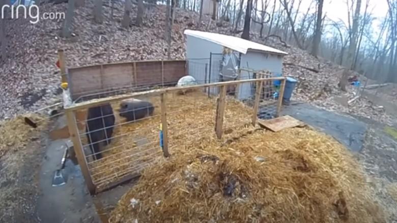 Mary驅趕黑熊。(YouTube)