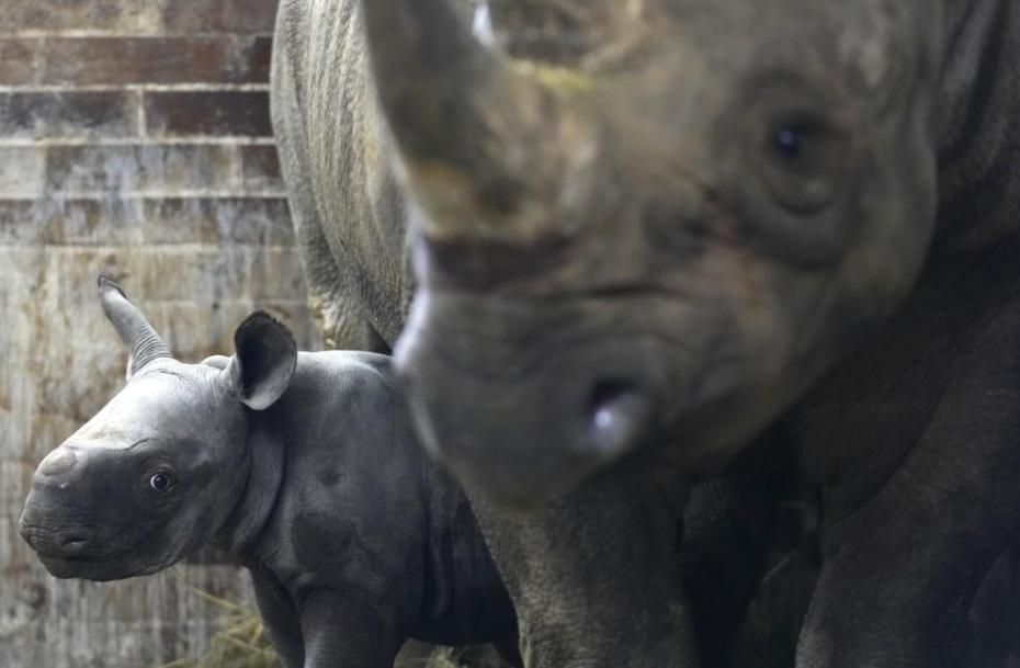 「基輔」與母親Eva。(AP)