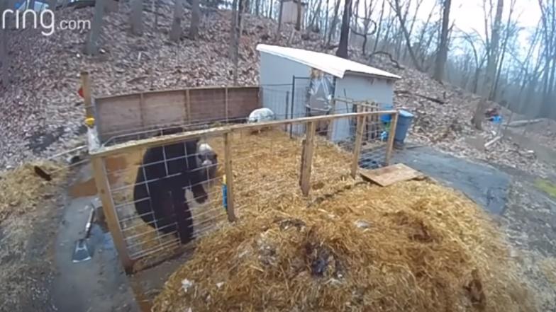 黑熊被迫在角落。(YouTube)