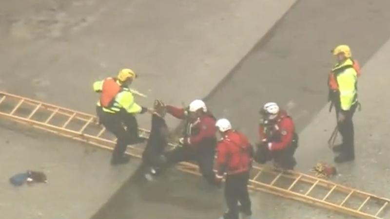 救援人員用工具將狗狗帶回岸。(Twitter)