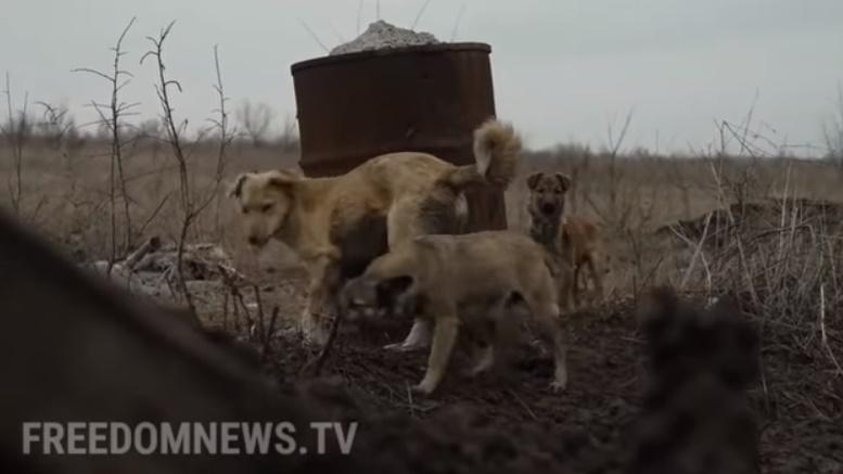 狗狗Muha、Babai和Malish(YouTube)