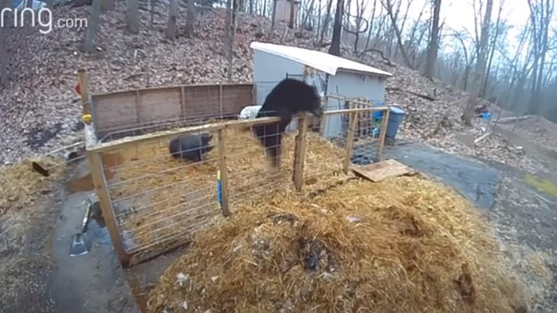 黑熊落荒而逃。(YouTube)