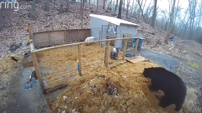 黑熊在豬欄外徘徊。(YouTube)
