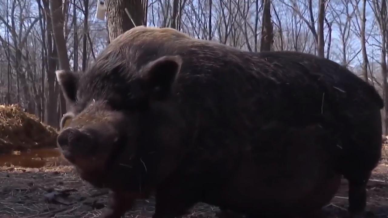 勇救同伴豬隊友Mary。(NBC)