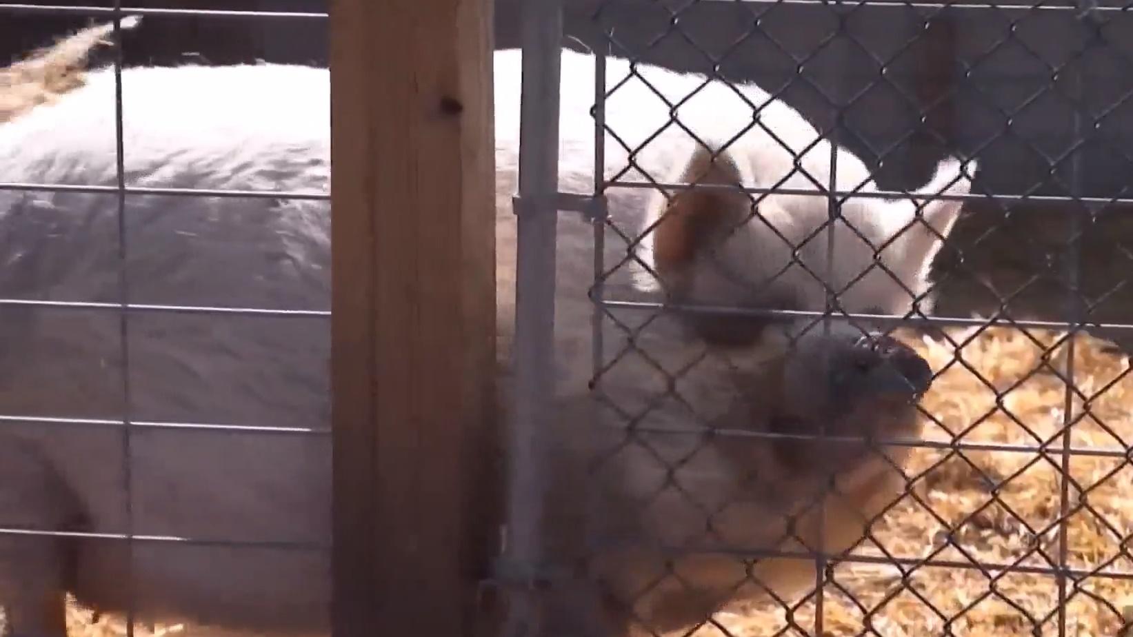 險成黑熊大餐的Hammy。(NBC)