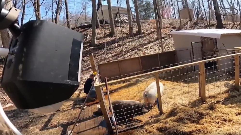 豬欄的監視器鏡頭。(NBC)