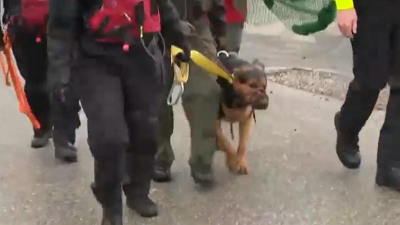 在河中被救出的狗狗名叫Scooby,是隻德國牧羊犬。(Twitter)