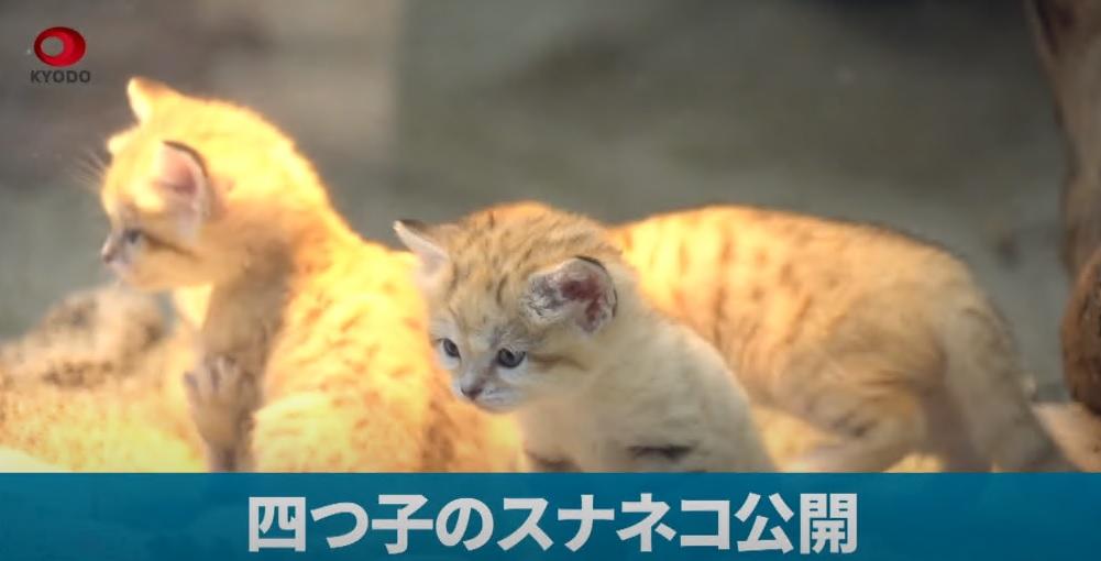 有片︱神戶動物園4隻罕有沙漠貓BB現身