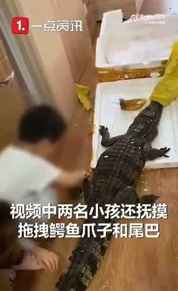 2個小孩在把弄鱷魚。(微博)