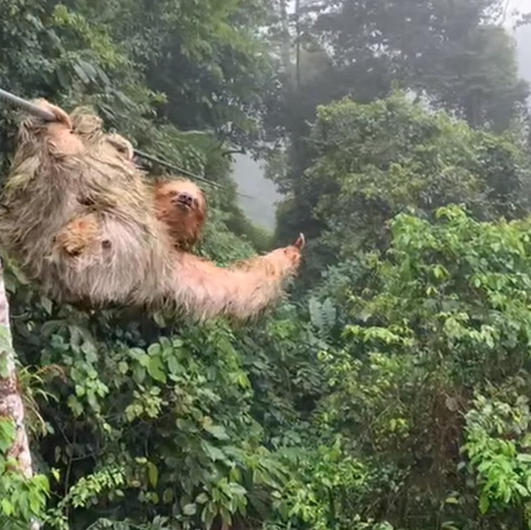 男孩遇樹懶獲得極罕有的快樂體驗。(FB)