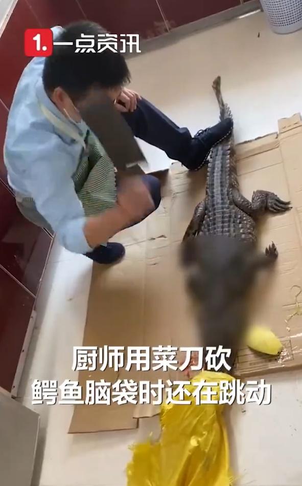 男子在自家廚房要劏鱷魚。(微博)