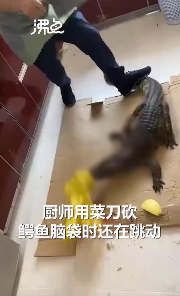 鱷魚竟然「復活」轉身做出攻擊的舉動。(微博)