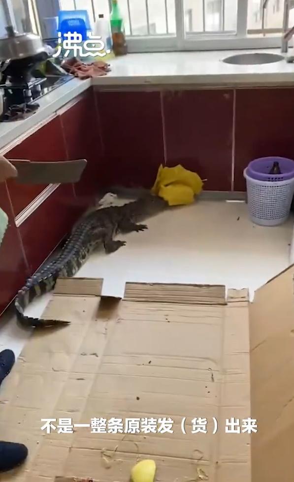 片中未有交代鱷魚最後下場。(微博)