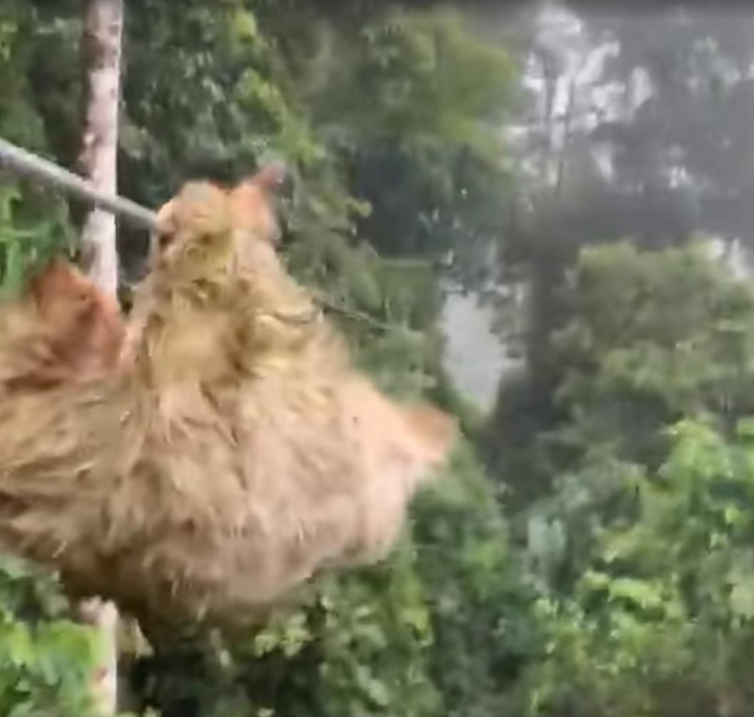 男孩遇樹懶獲得極罕有的快樂體驗。(FB)